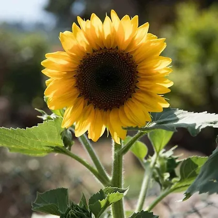 Romano, Oda ve Kahvaltı