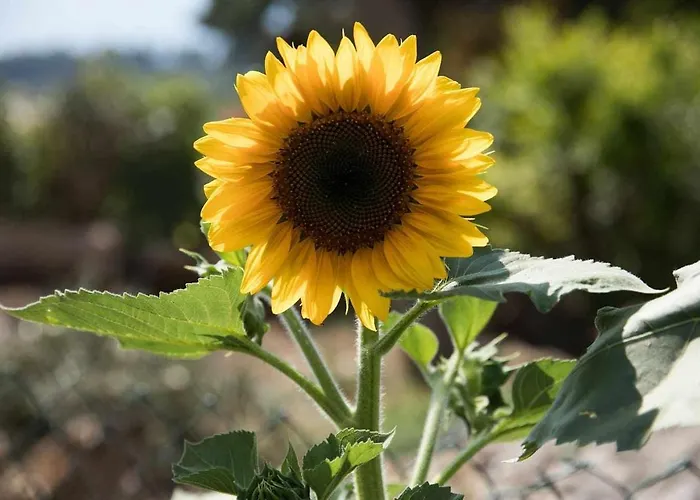 Beb Casa Bed and breakfast